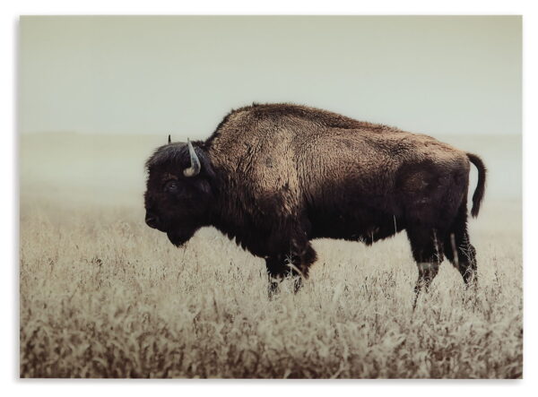 Brutus - Sepia - Wall Art - Image 4